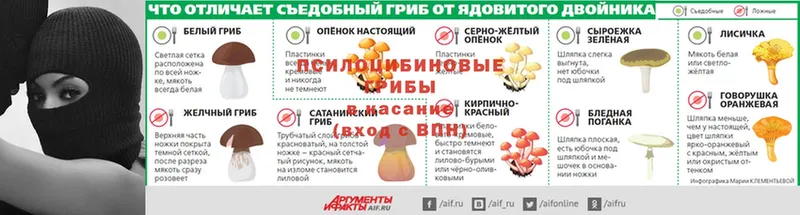 нарко площадка официальный сайт  Жиздра  Псилоцибиновые грибы Psilocybine cubensis 